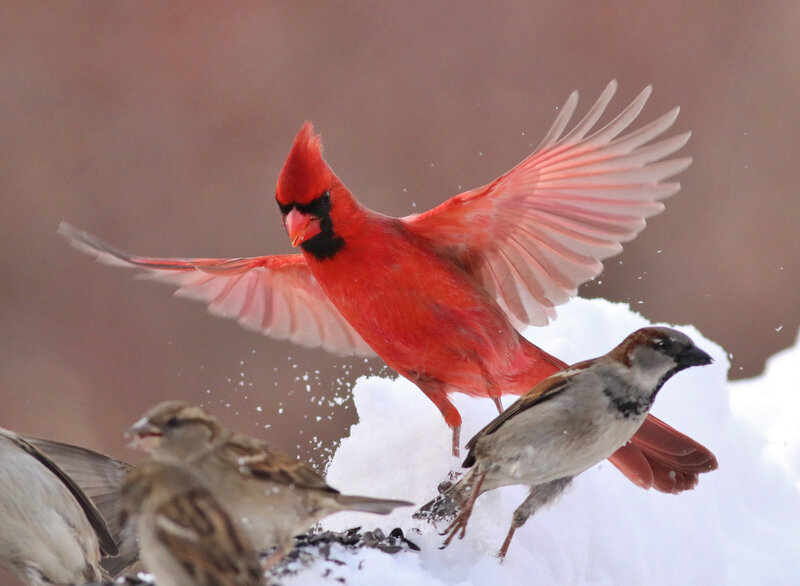 Red Cardinal in Flight — Dynamic