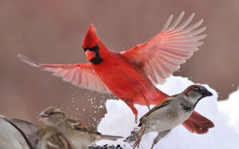 Red Cardinal in Flight — Dynamic, Winter