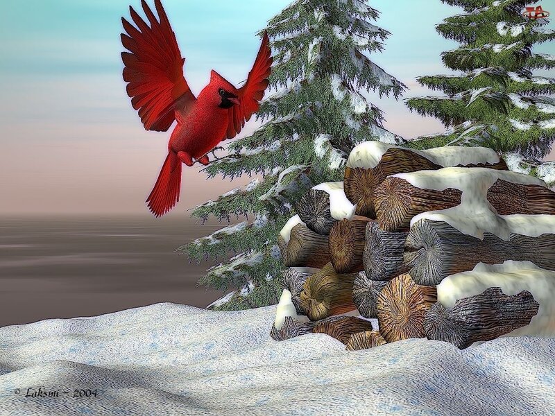 Red Cardinal in Flight — Serene