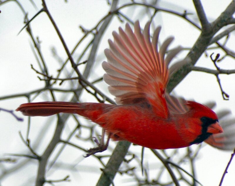 Red Cardinal in Flight