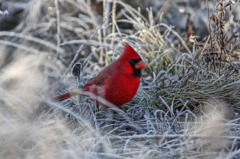 Red Cardinal in Frost