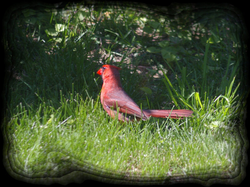 Red Cardinal in Grass
