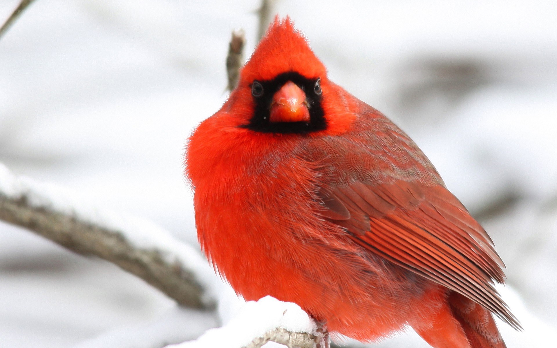 Red cardinal in snow
