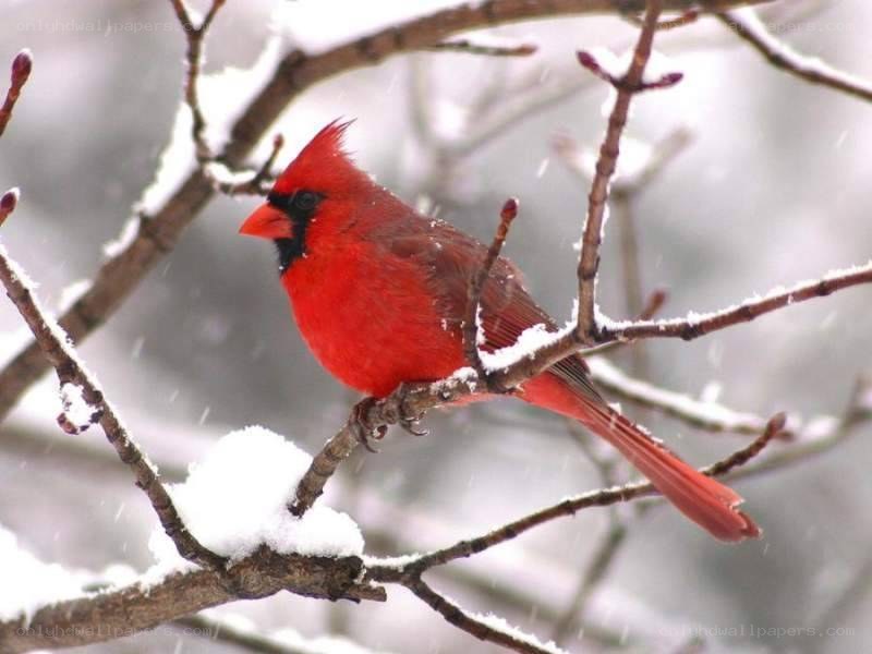 Red cardinal in snow