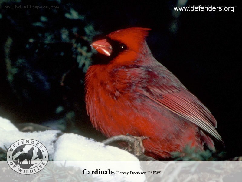 Red cardinal in snow
