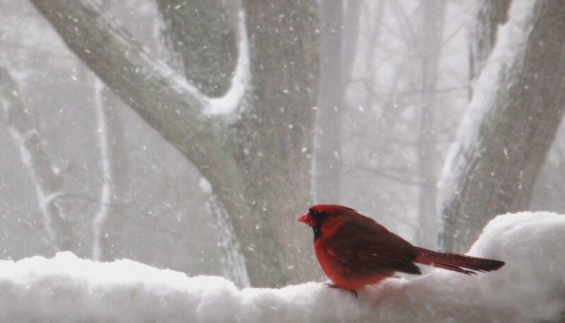Red Cardinal in Snow — Calm