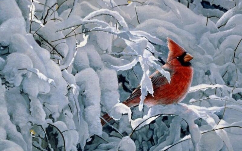 Red Cardinal in Snow — Calm, Winter, Painting