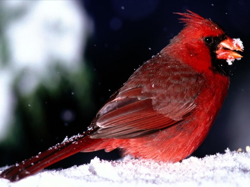 Red Cardinal in Snow — Calm, Winter, Photograph, Bird, Beak