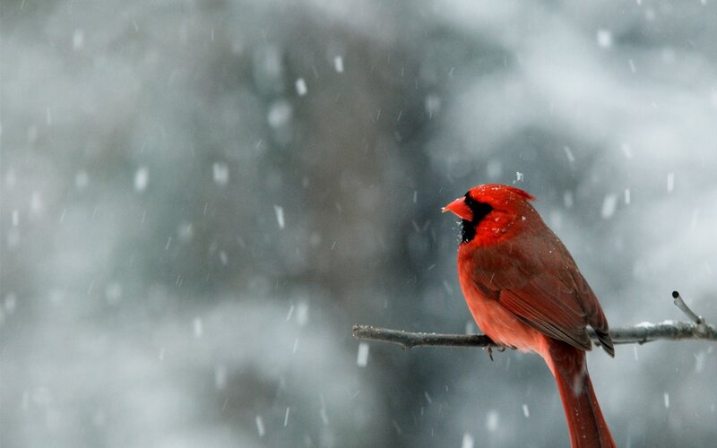 Red Cardinal in Snow — Calm, Winter, Photograph, Bird, Branch