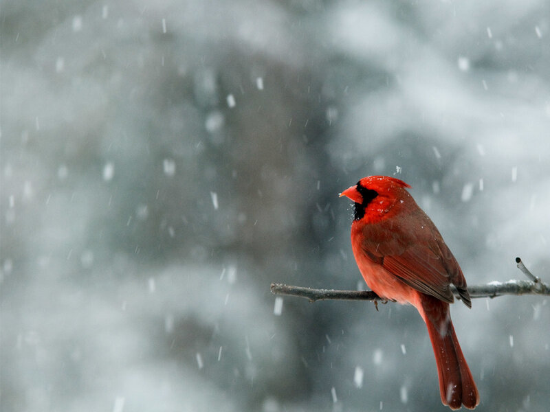 Red Cardinal in Snow — Calm, Winter, Photograph, Bird, Branch, White, Gray