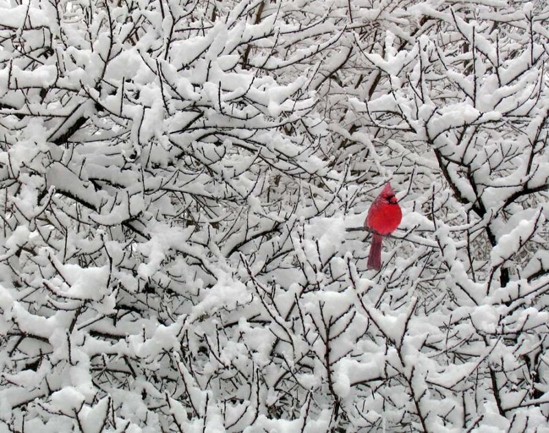 Red Cardinal in Snow — Calm, Winter, Photograph, Bird