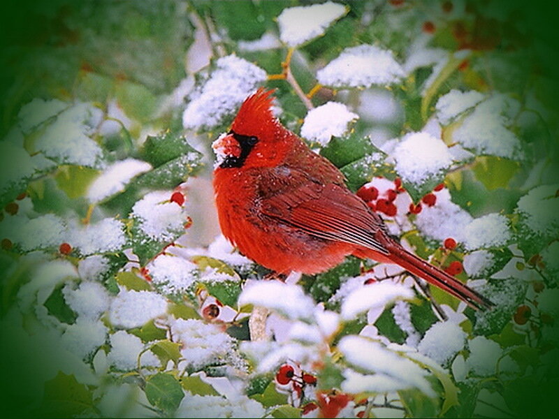 Red Cardinal in Snow — Calm, Winter, Photograph