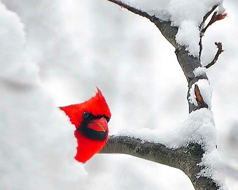 Red Cardinal in Snow — Calm, Winter