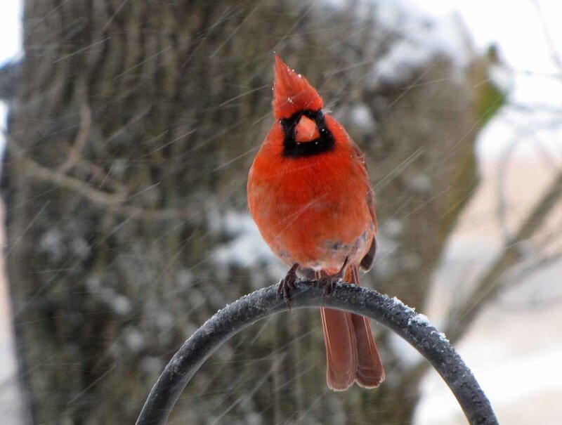 Red Cardinal in Snow — Cold