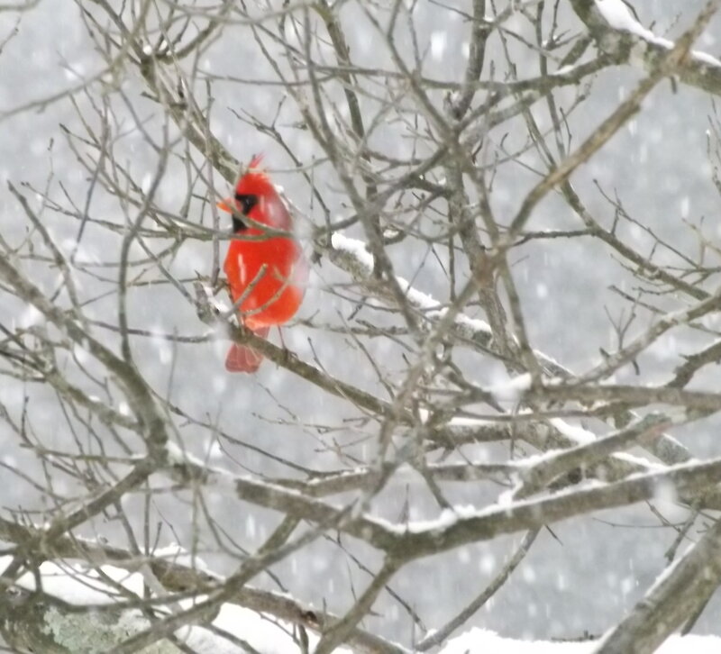 Red Cardinal in Snow — Cold, Winter