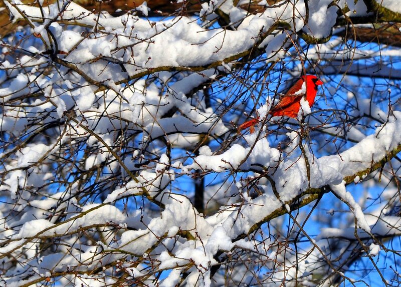 Red Cardinal in Snow — Serene