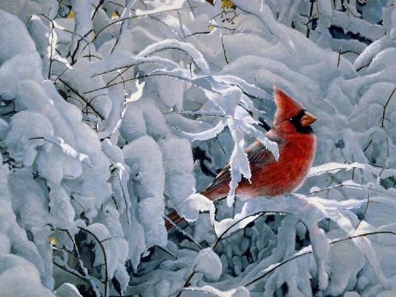 Red Cardinal in Snow — Serene, Winter
