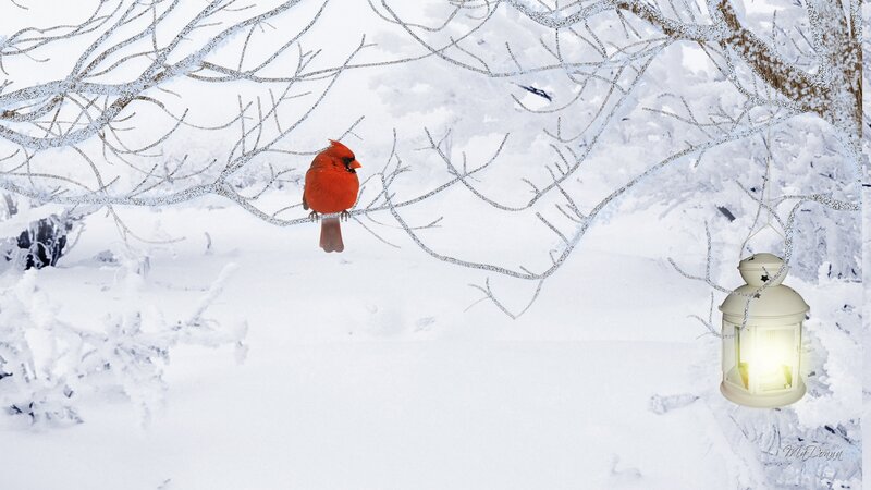 Red Cardinal in Snow — White