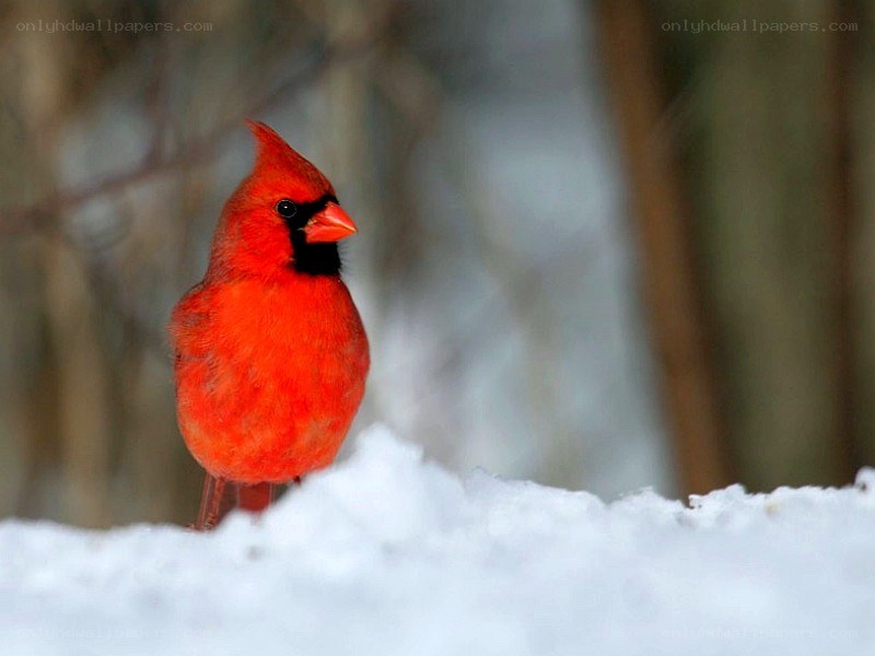 Red cardinal in the snow