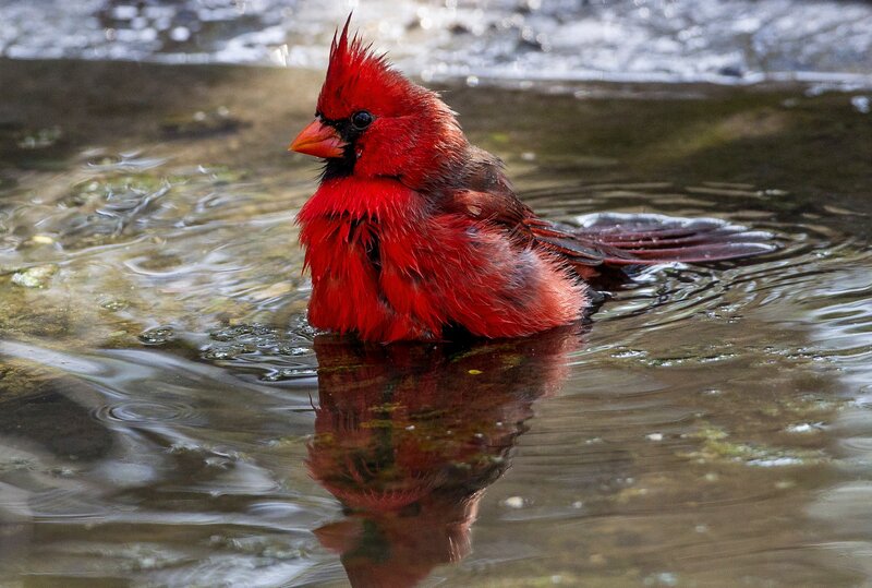 Red Cardinal in Water