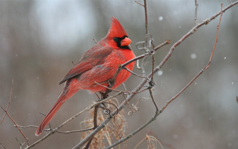 Red cardinal in winter