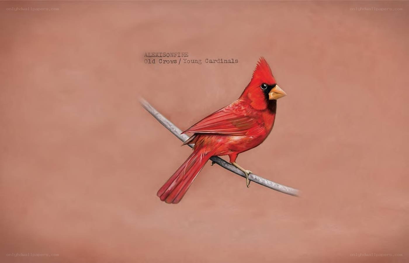 Red Cardinal on a Branch