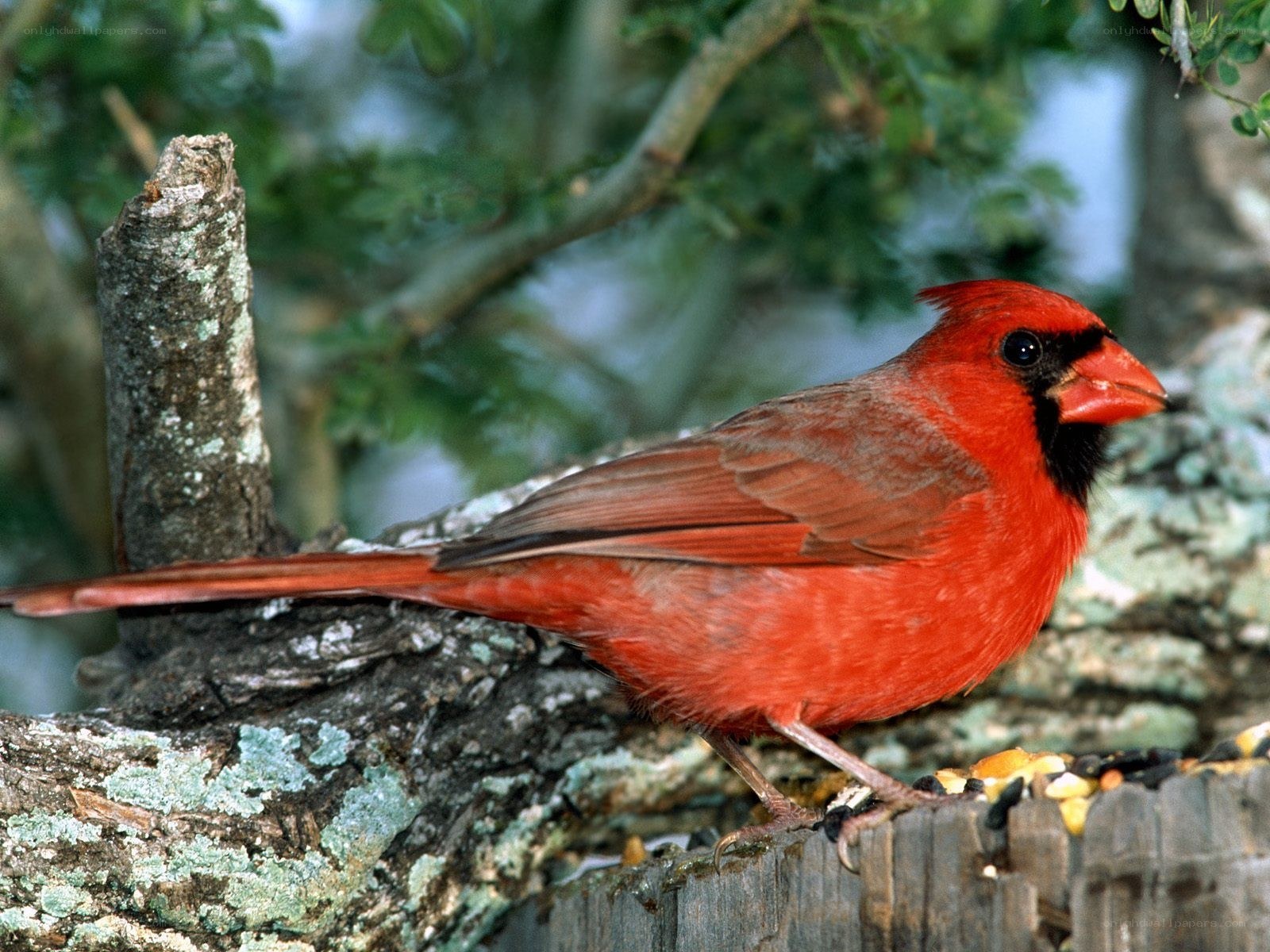 Red cardinal on a branch