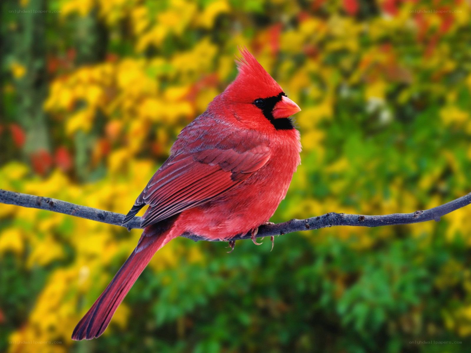 Red cardinal on a branch