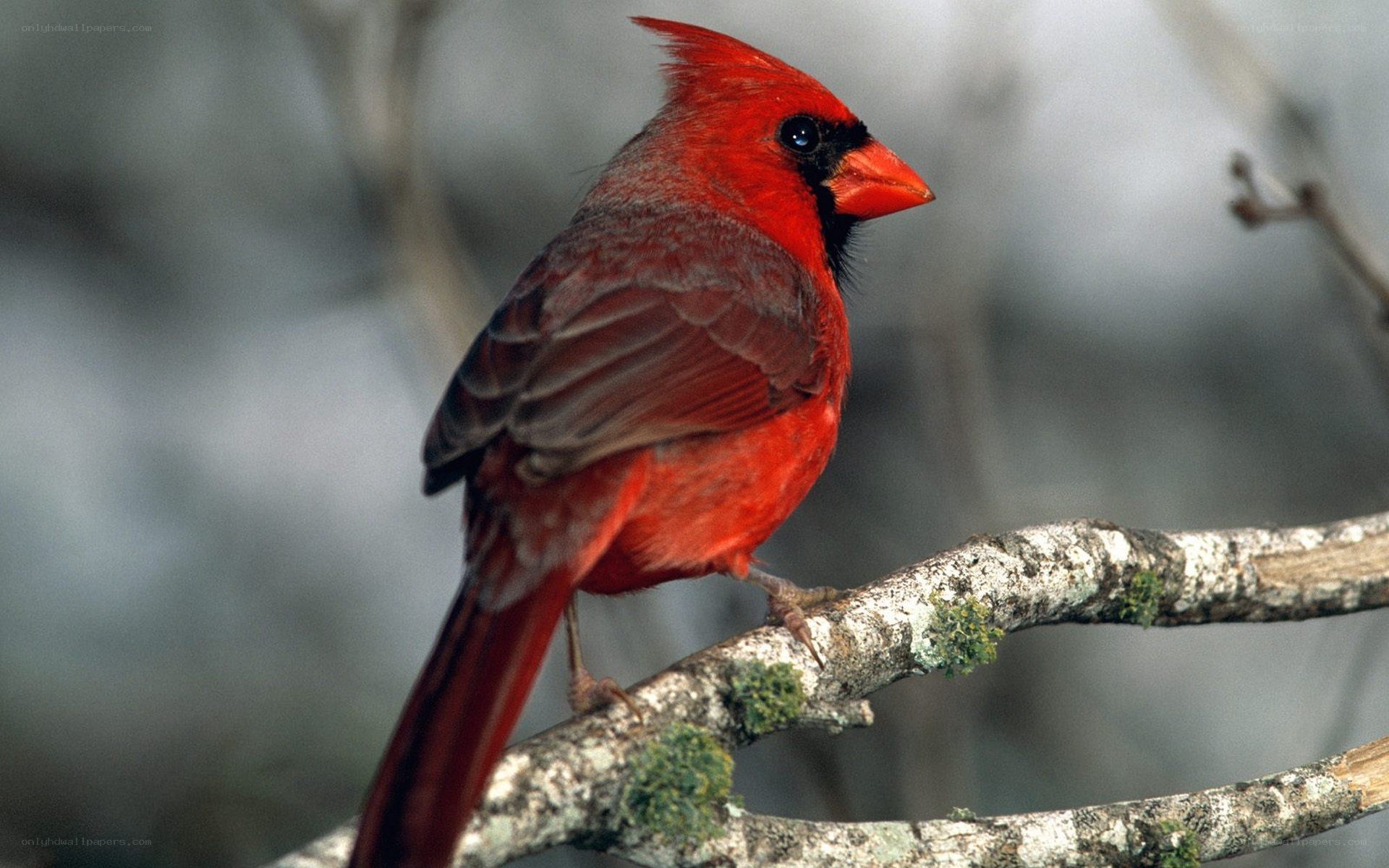 Red cardinal on a branch