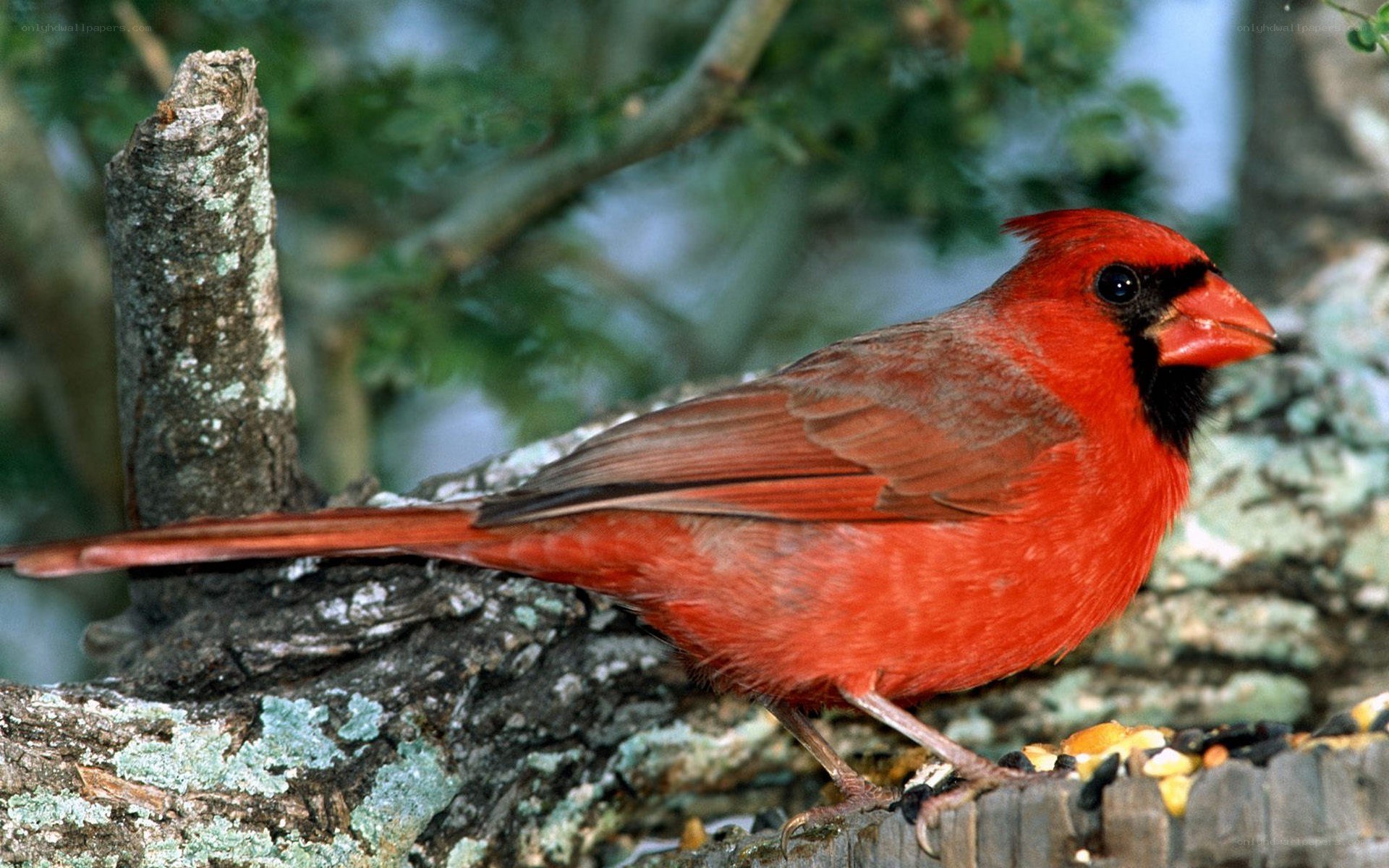 Red cardinal on a branch