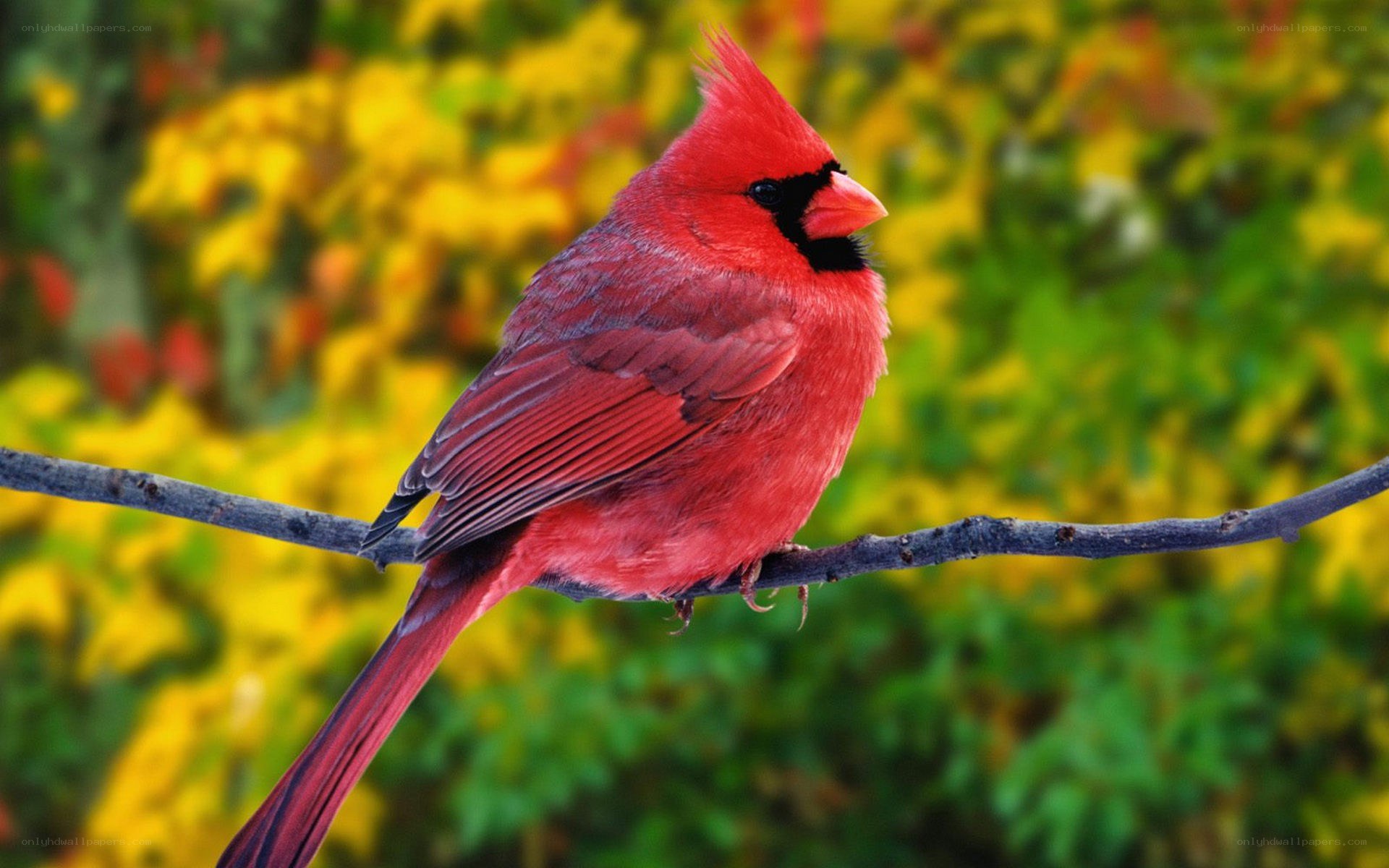 Red cardinal on a branch