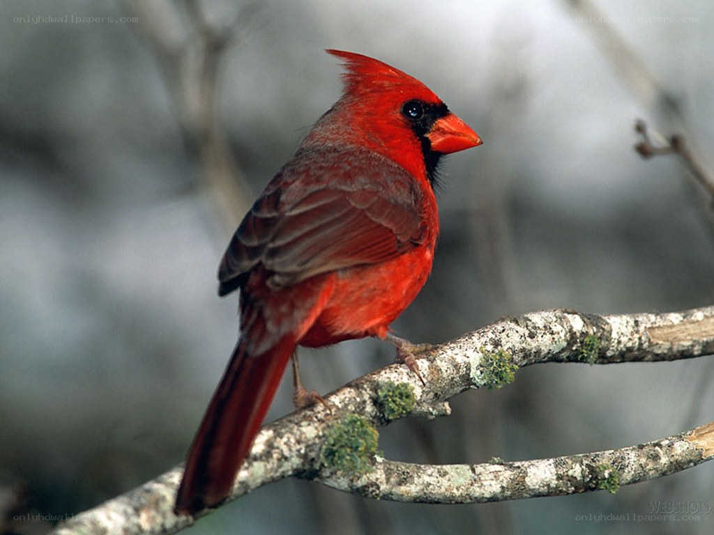 Red cardinal on a branch