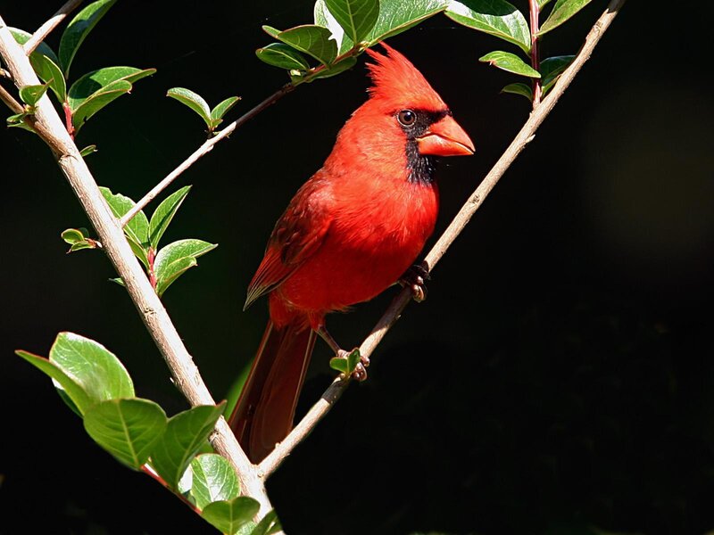 Red cardinal on a branch