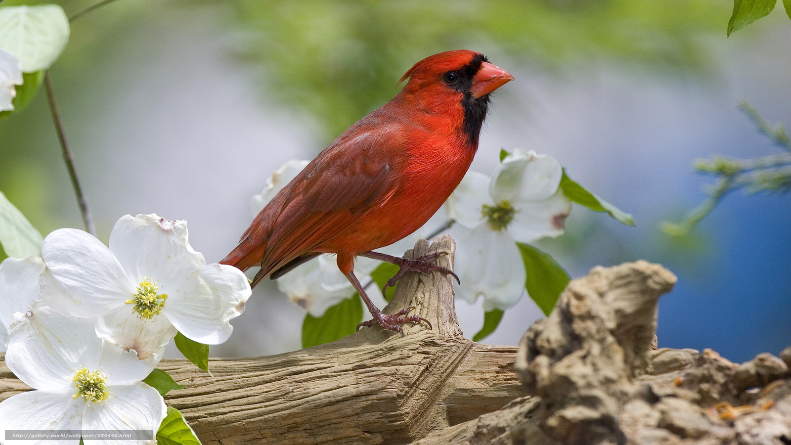 Red cardinal on a branch