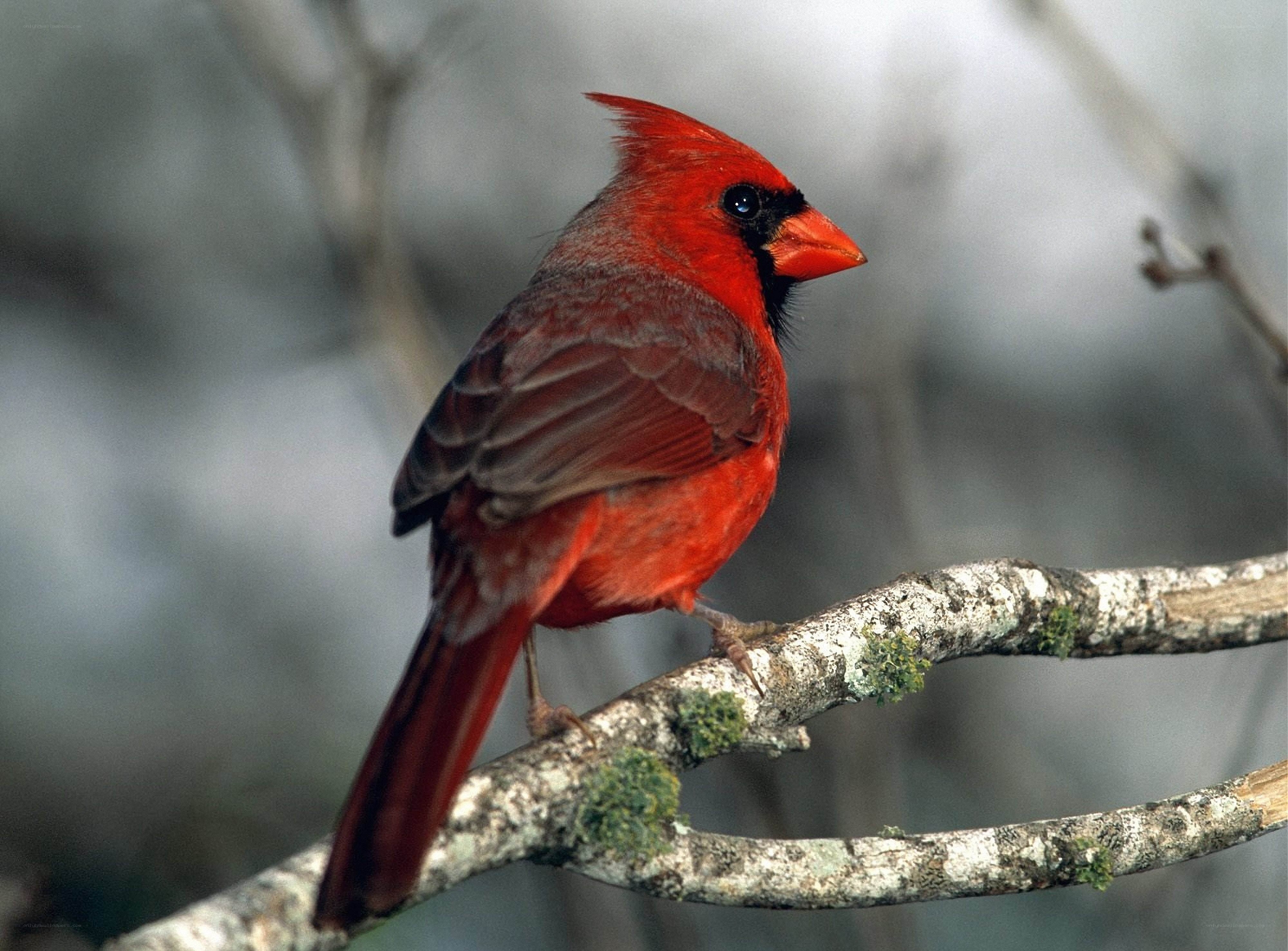 Red cardinal on a branch