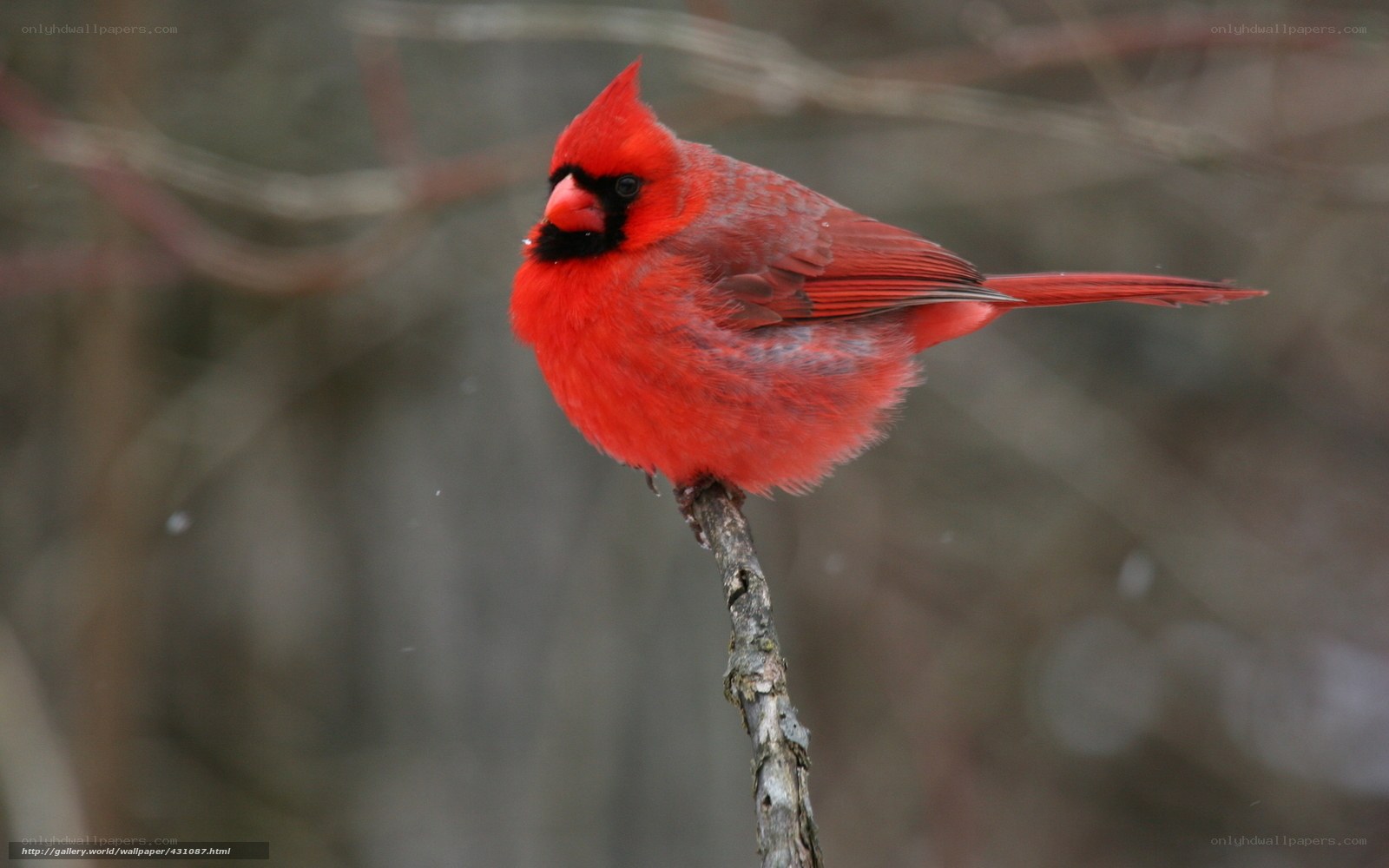 Red cardinal on a branch