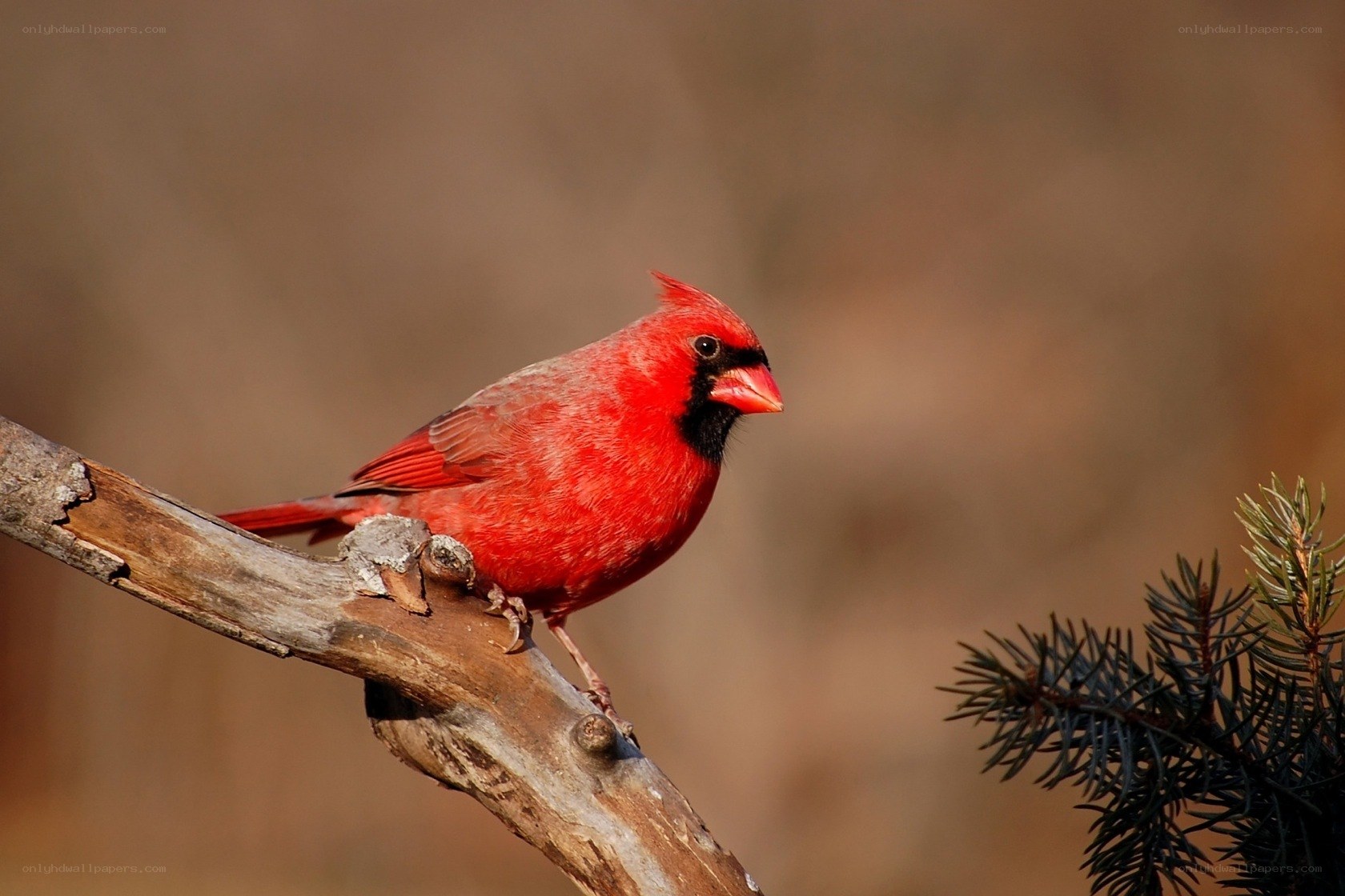 Red cardinal on a branch