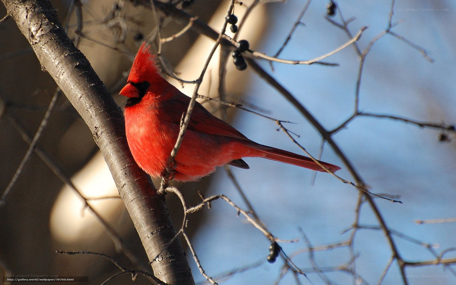 Red cardinal on a branch
