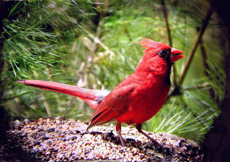 Red cardinal on a feeder