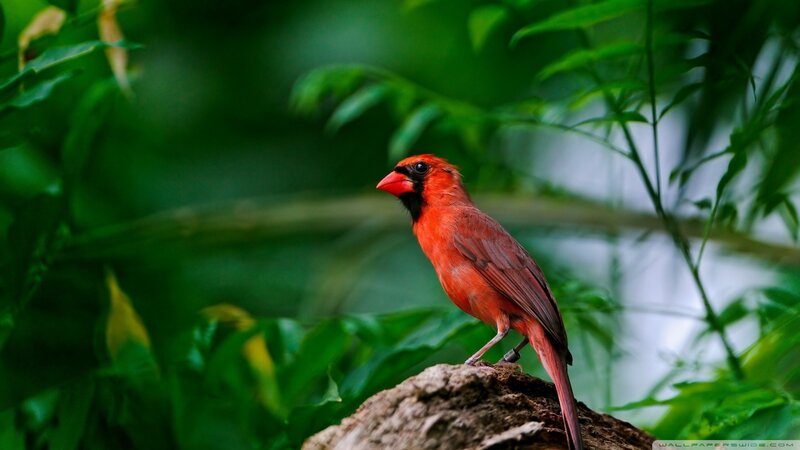 Red cardinal on a rock