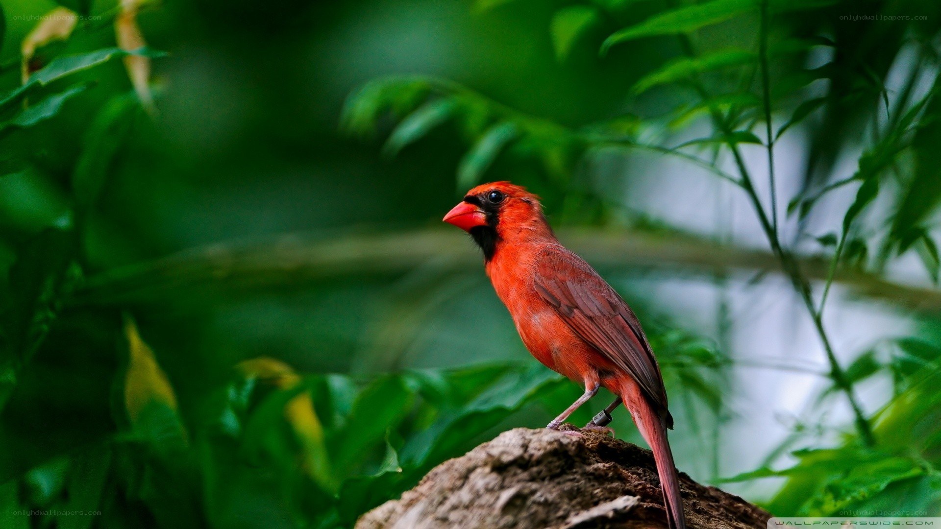 Red cardinal on a rock