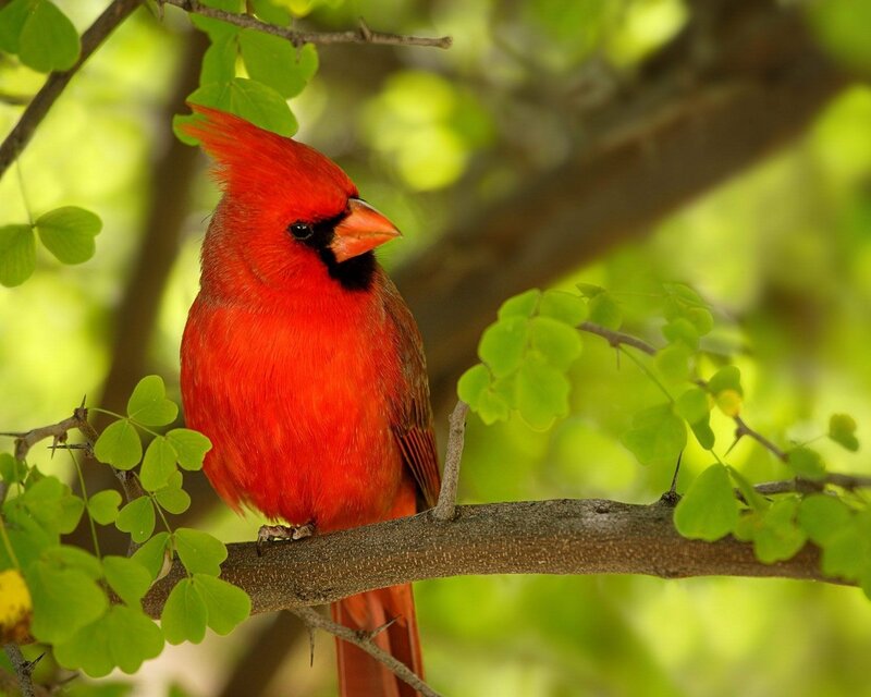 Red cardinal on a tree branch