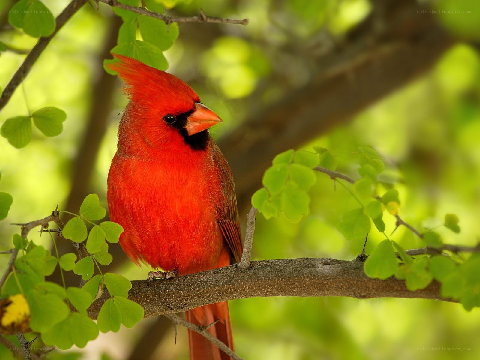 Red cardinal on a tree branch