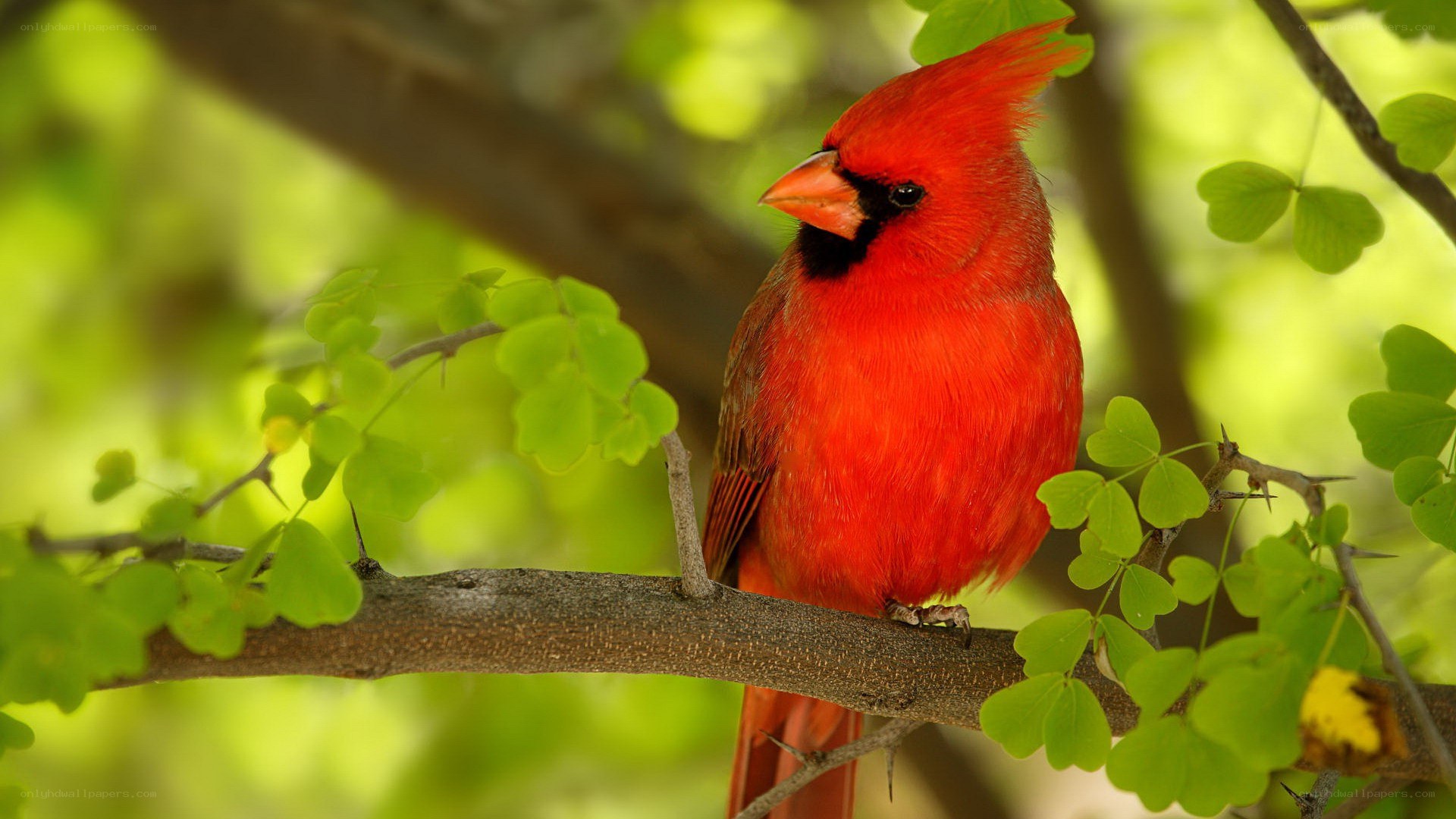 Red cardinal on a tree branch