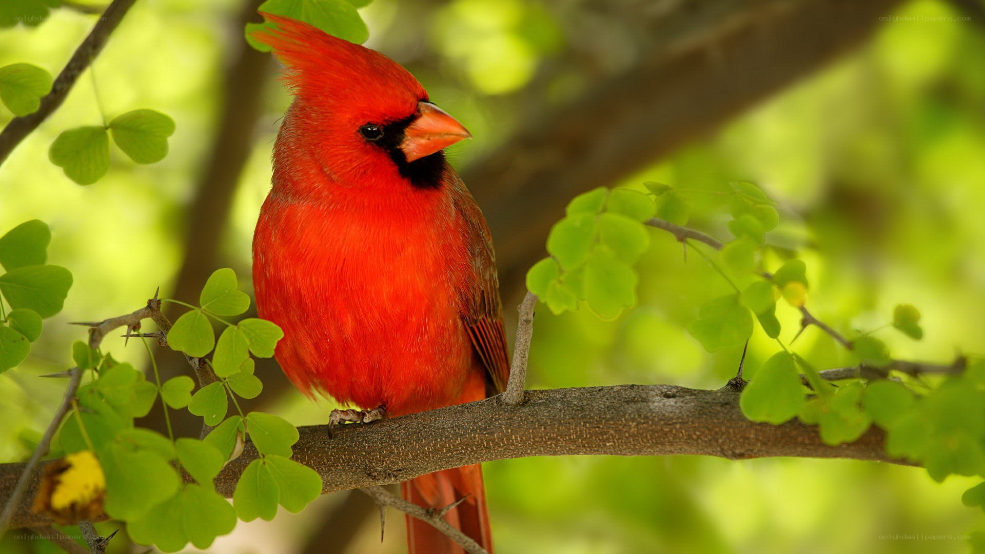 Red cardinal on a tree branch