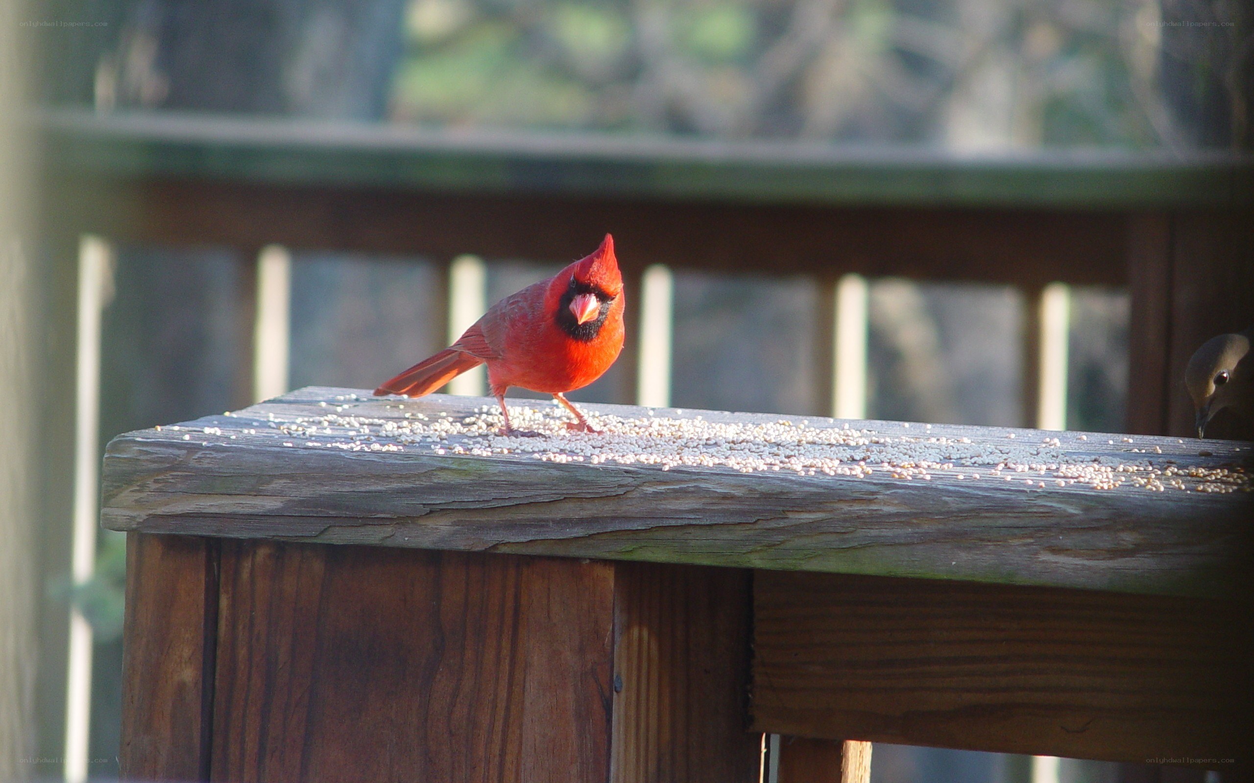 Red cardinal on a wooden surface