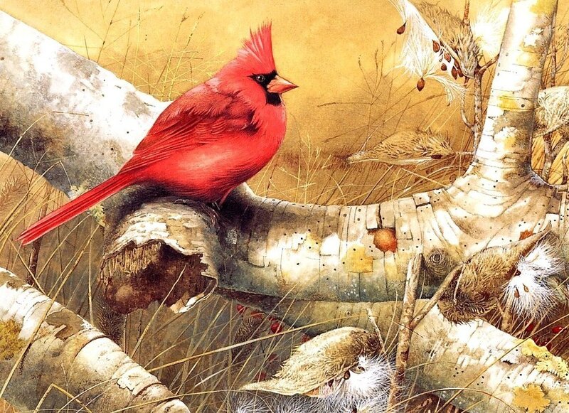 Red cardinal on birch branch