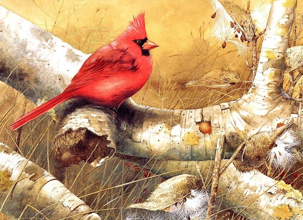 Red cardinal on birch branch