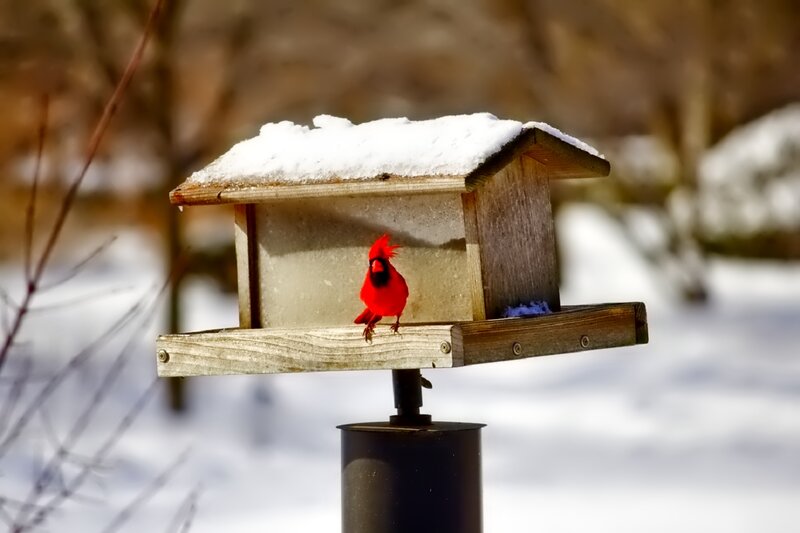Red Cardinal on Bird Feeder