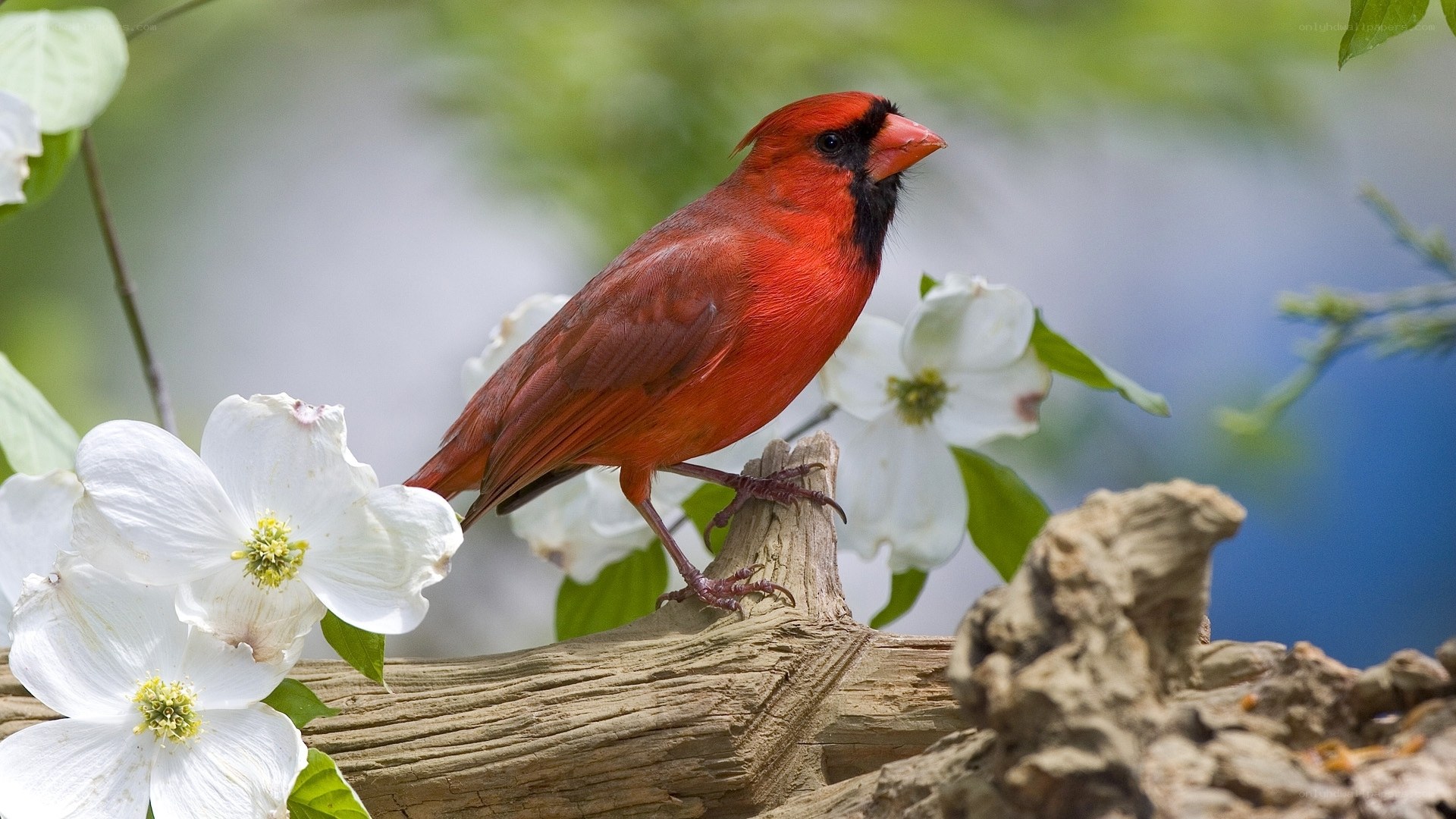 Red cardinal on blooming branch